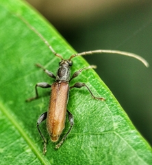 Ceresium zeylanicum