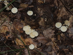 Marasmius delectans
