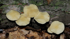 Marasmius delectans