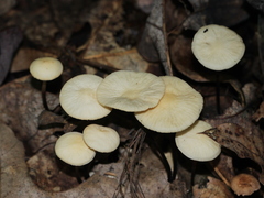 Marasmius delectans