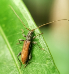 Ceresium zeylanicum