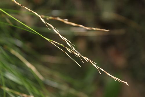 Image of Carex banksiana by (c) Joe Dillon, some rights reserved (CC BY)
