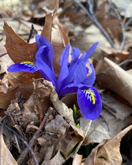 Iris