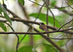 Aphanotriccus capitalis