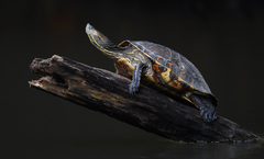 Trachemys grayi