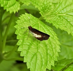 Sabera caesina