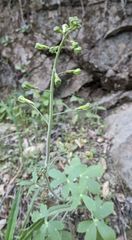 Delphinium nudicaule