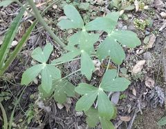 Delphinium nudicaule