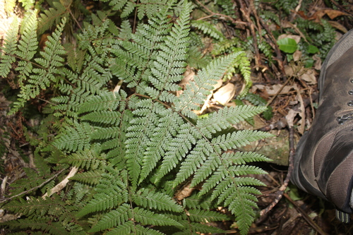 Image of Lastreopsis velutina by (c) Joe Dillon, some rights reserved (CC BY)