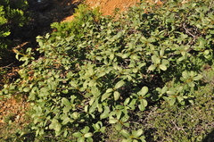 Frangula purshiana ultramafica