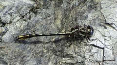 Phanogomphus exilis