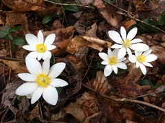 Sanguinaria canadensis