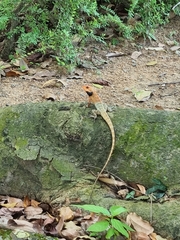 Calotes versicolor