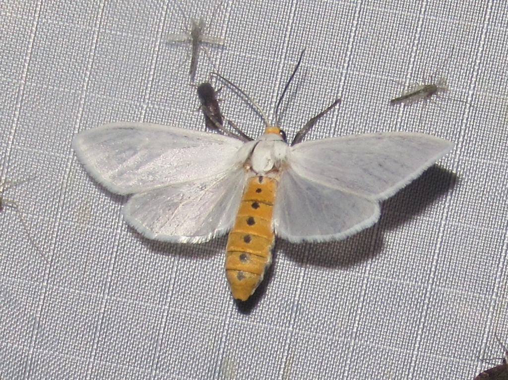 Euchaetes helena