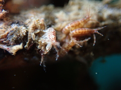 Ischyroceridae