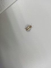 Leptinotarsa defecta