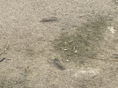Cyprinodon salinus salinus