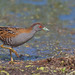 Baillon's Crake - Photo (c) Paul Cools, some rights reserved (CC BY-NC), uploaded by Paul Cools