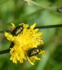 Cryptocephalus sericeus