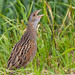 Corn Crake - Photo (c) Paul Cools, some rights reserved (CC BY-NC), uploaded by Paul Cools