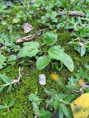 Plantago asiatica