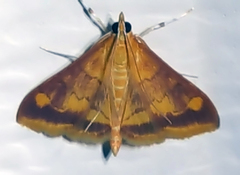 Pyrausta onythesalis