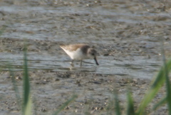 Calidris pygmaea