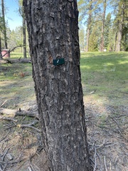 Pinus durangensis
