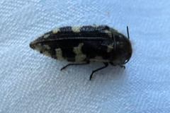 Acmaeodera vernalis