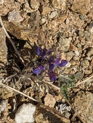 Lupinus shockleyi