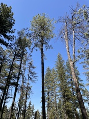 Pinus durangensis