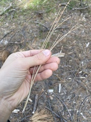 Pinus durangensis