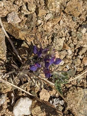 Lupinus shockleyi