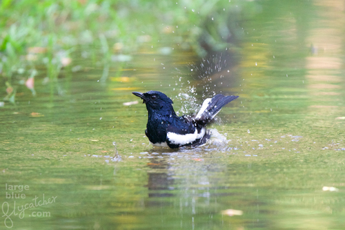 Oriental Magpie-Robin, Pathum Wan, Bangkok 10330, Thailand, photo 8 of 10
