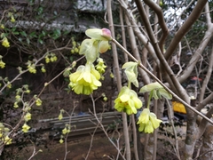 Corylopsis spicata