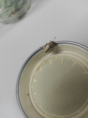 Leptinotarsa defecta