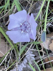 Calochortus uniflorus