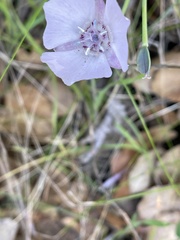 Calochortus uniflorus