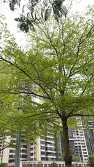 Terminalia mantaly