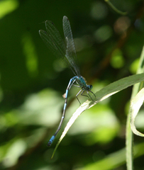 Coenagrion ponticum