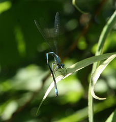 Coenagrion ponticum