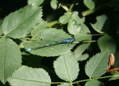 Coenagrion ponticum