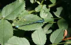 Coenagrion ponticum