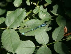 Coenagrion ponticum