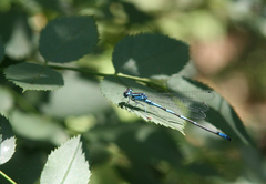 Coenagrion ponticum
