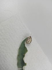 Leptinotarsa defecta