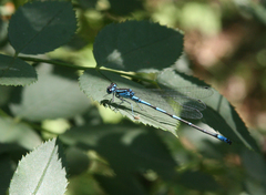 Coenagrion ponticum