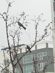 Hypsipetes amaurotis