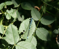Coenagrion ponticum