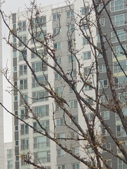 Hypsipetes amaurotis